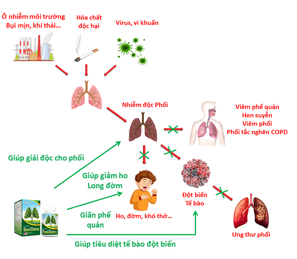 Bonidetox giải độc phổi, phòng ngừa các bệnh hô hấp hiệu quả