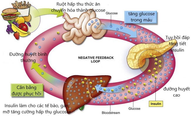 Cách hoạt động của insulin