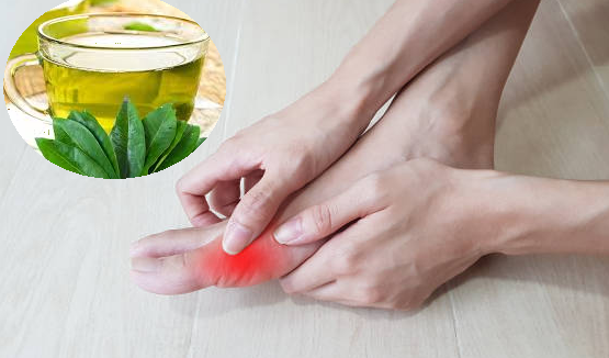 Lá vối tươi có tác dụng gì đối với bệnh gout?