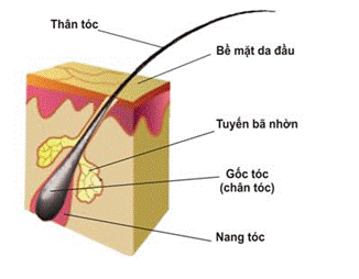 Cấu tạo sợi tóc