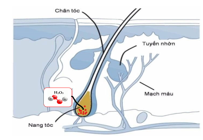 H2O2 là nguyên nhân gây tóc bạc sớm