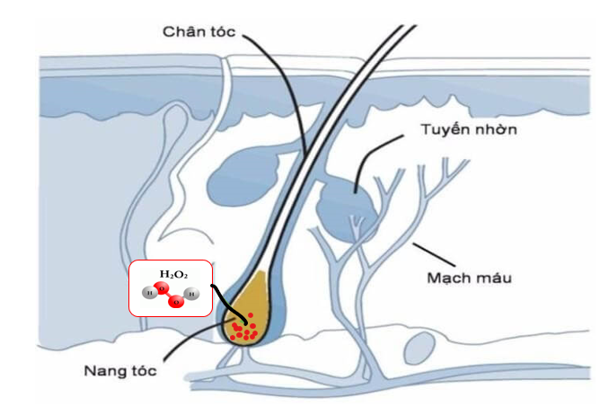 H2O2 là thủ phạm gây bạc tóc