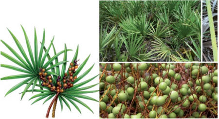 Cây Cọ lùn (Saw Palmetto)- thần dược chữa bệnh về tuyến tiền liệt