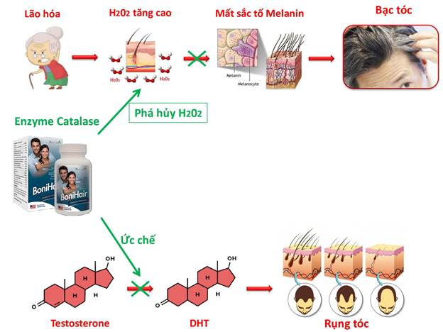 BoniHair giúp làm giảm bạc và rụng tóc