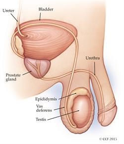 Tiền liệt tuyến là một tuyến nhỏ chỉ có ở nam giới nằm ngay dưới bàng quang, bao quanh niệu đạo