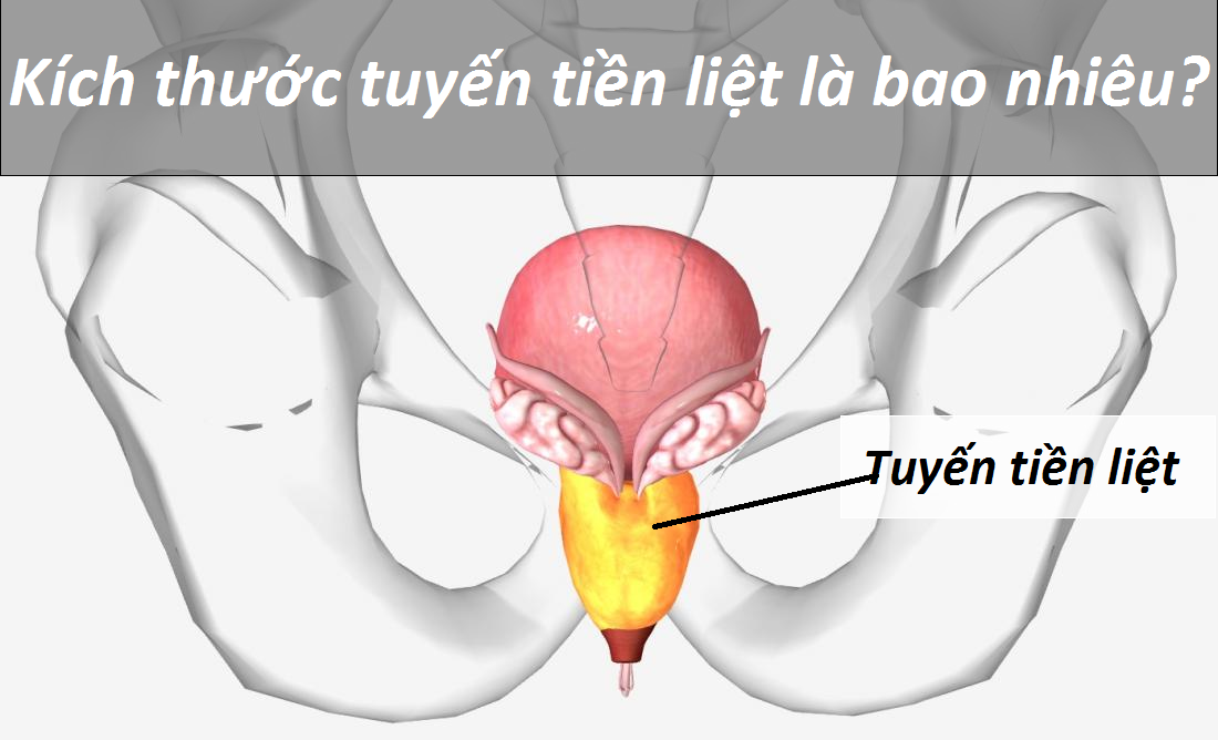 Kích thước tuyến tiền liệt bình thường là bao nhiêu?