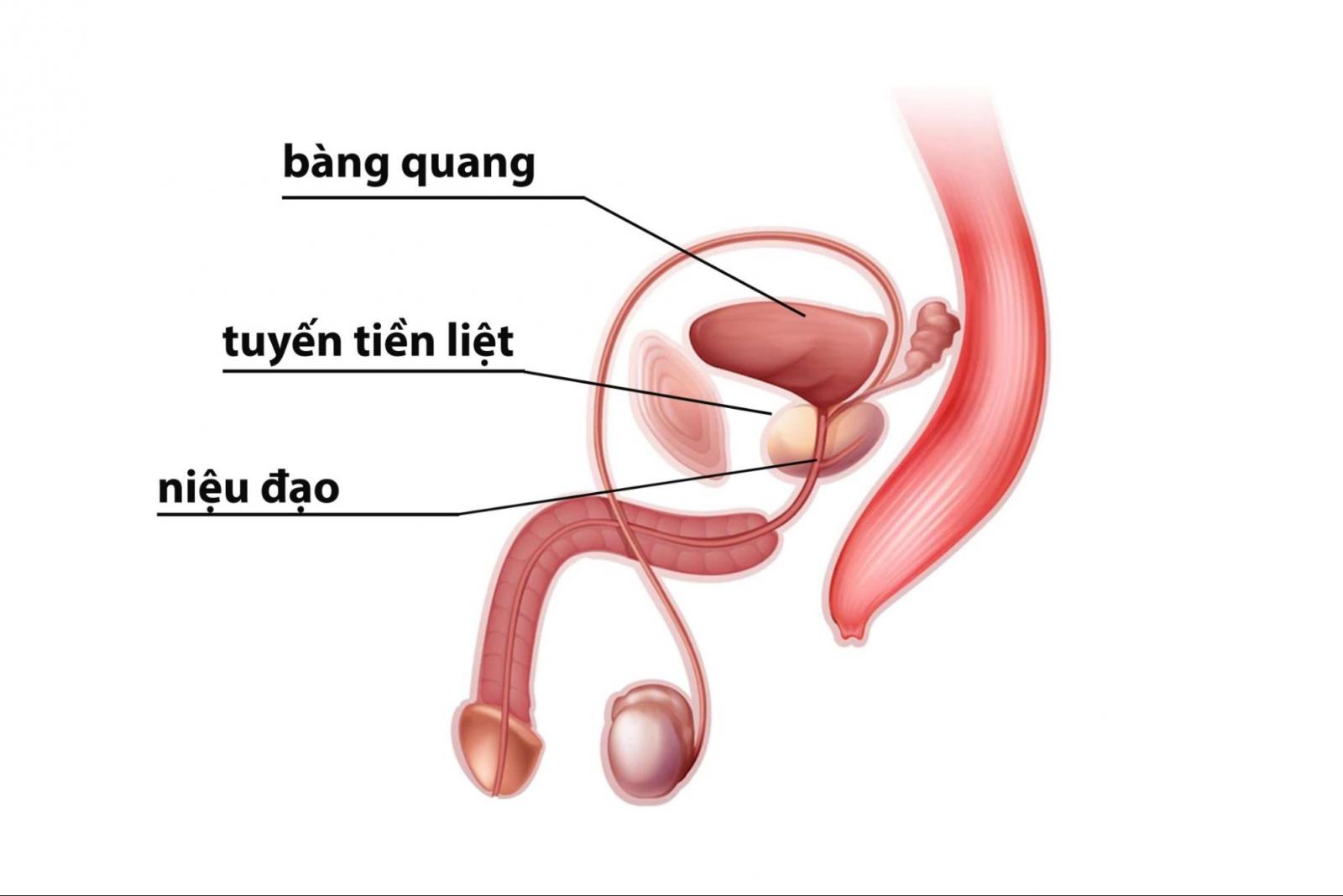 Tiền liệt tuyến bình thường