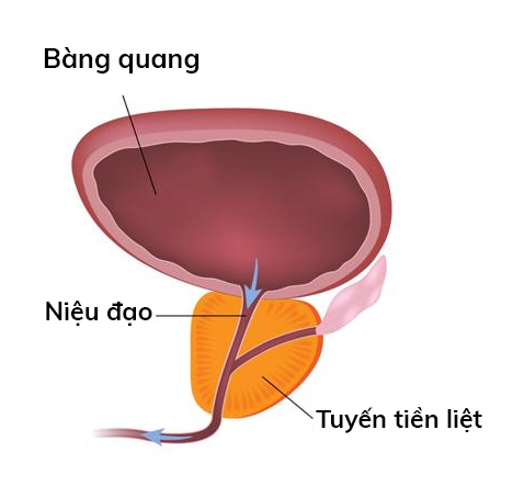 Vị trí tiền liệt tuyến