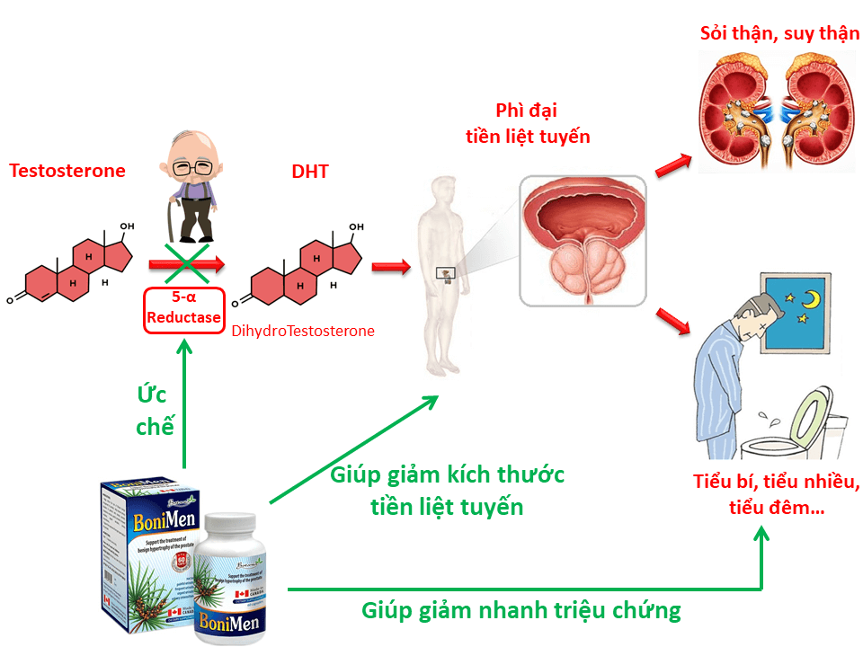 Cơ chế tác dụng toàn diện của sản phẩm BoniMen