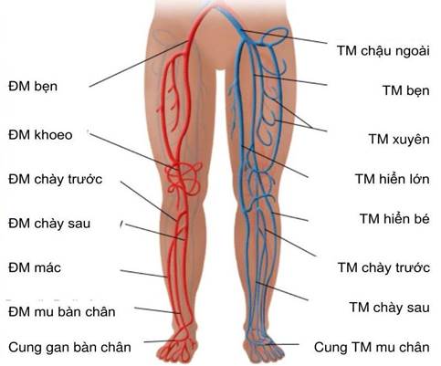 Suy giãn tĩnh mạch sâu chi dưới là bệnh gì? Bệnh có nguy hiểm không ?