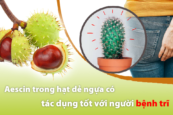 Aescin trong hạt dẻ ngựa có tác dụng tốt với người bệnh trĩ