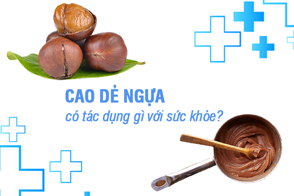 Cao dẻ ngựa có tác dụng gì với sức khỏe?