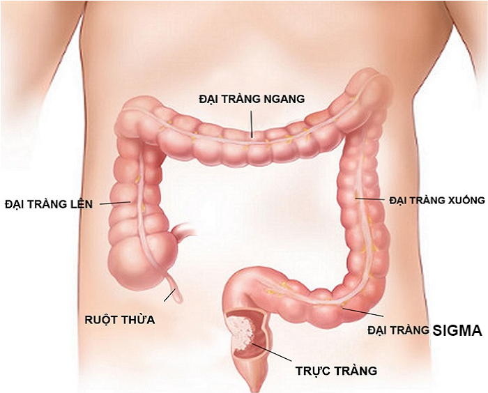 Vị trí các đoạn của đại tràng