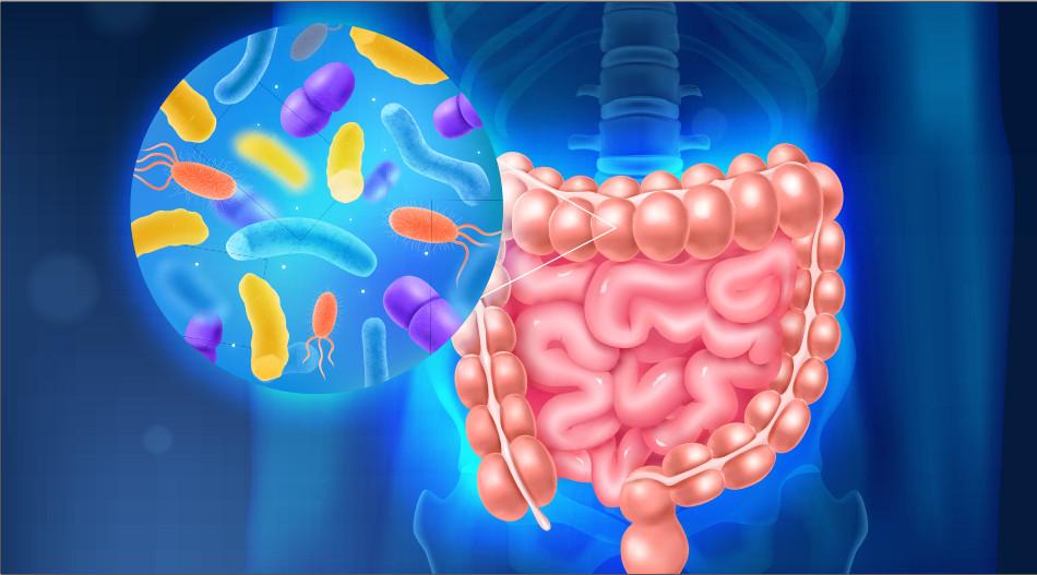 Lợi khuẩn là gì? Vai trò của lợi khuẩn với bệnh nhân đại tràng