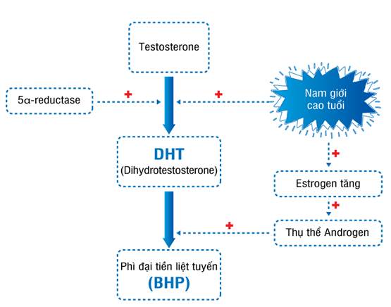 Cơ chế bệnh sinh phì đại tuyến tiền liệt