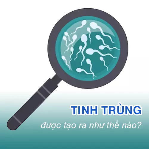 quá trình sản xuất ra tinh trùng