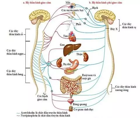 Hệ thần kinh thực vật