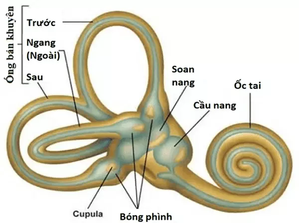 Cấu tạo của hệ thống tiền đình