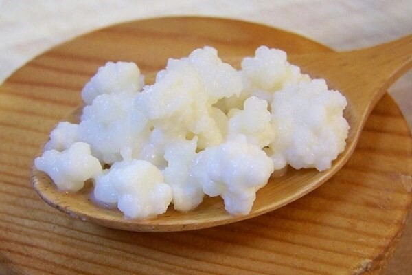 Nấm sữa kefir