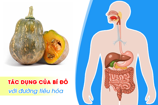 Những tác dụng của bí đỏ với đường tiêu hóa mà bạn không thể bỏ qua