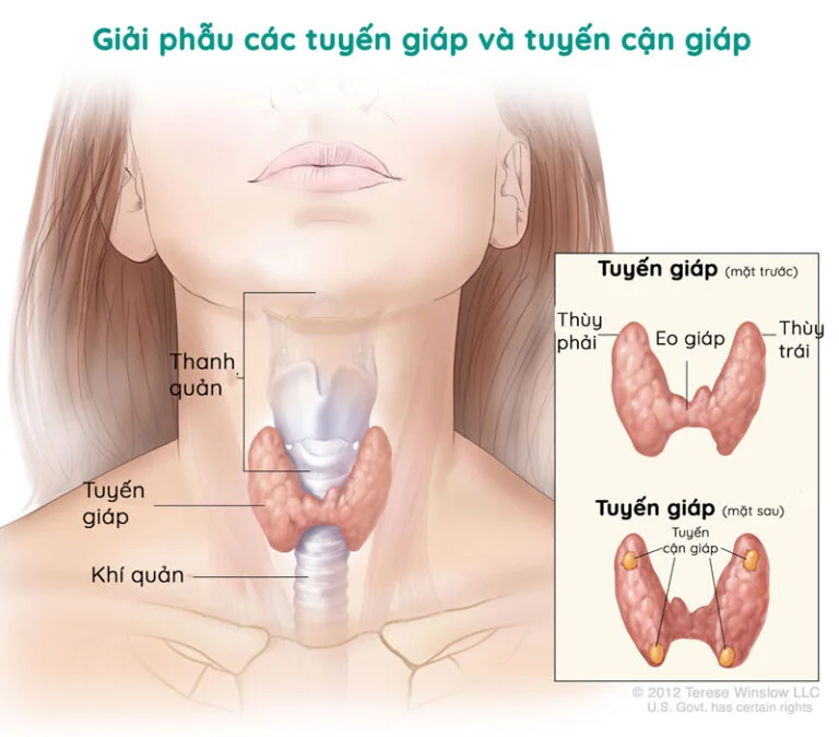 Hình ảnh minh họa cấu tạo tuyến giáp.